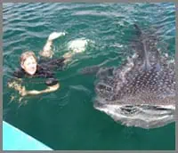 Baja whale shark swimming
