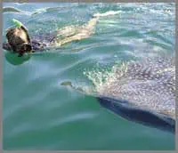 Baja whale shark snorkeling