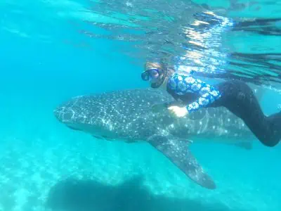 Swim with Gentle Baja Whale Sharks @ Baja AIrventures
