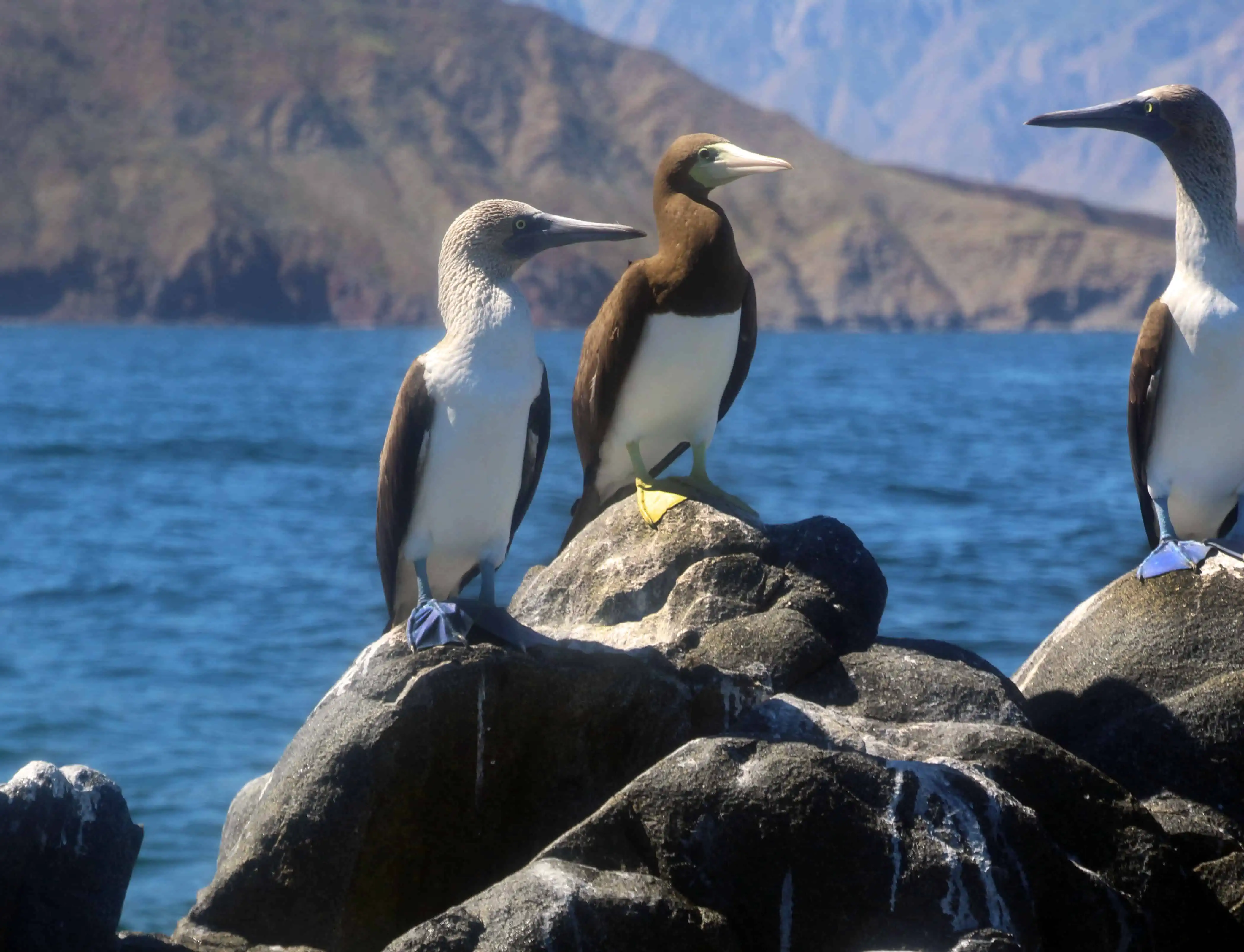 Baja bird watching nature tours in Midriff Islands Sea of Cortez