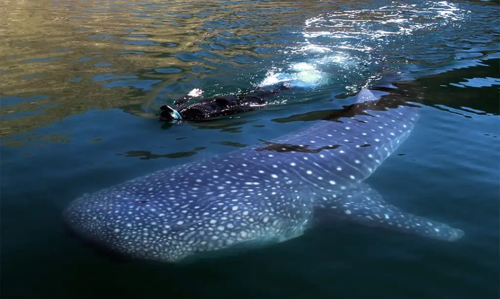 Baja whale shark snorkeling