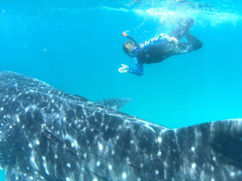 Baja Whale Sharks Tour Snorkeling Questions and Answers from 30 year Baja travel experts
