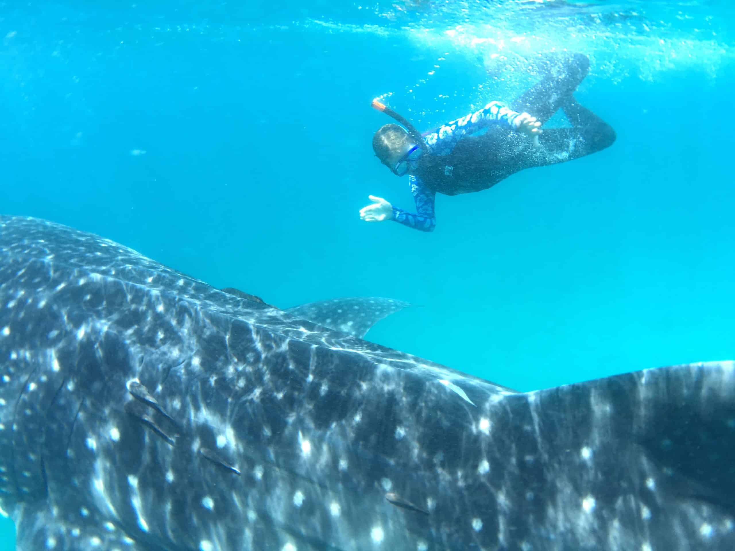 Baja whale Sharks Snorkeling tours Questions and Answers
