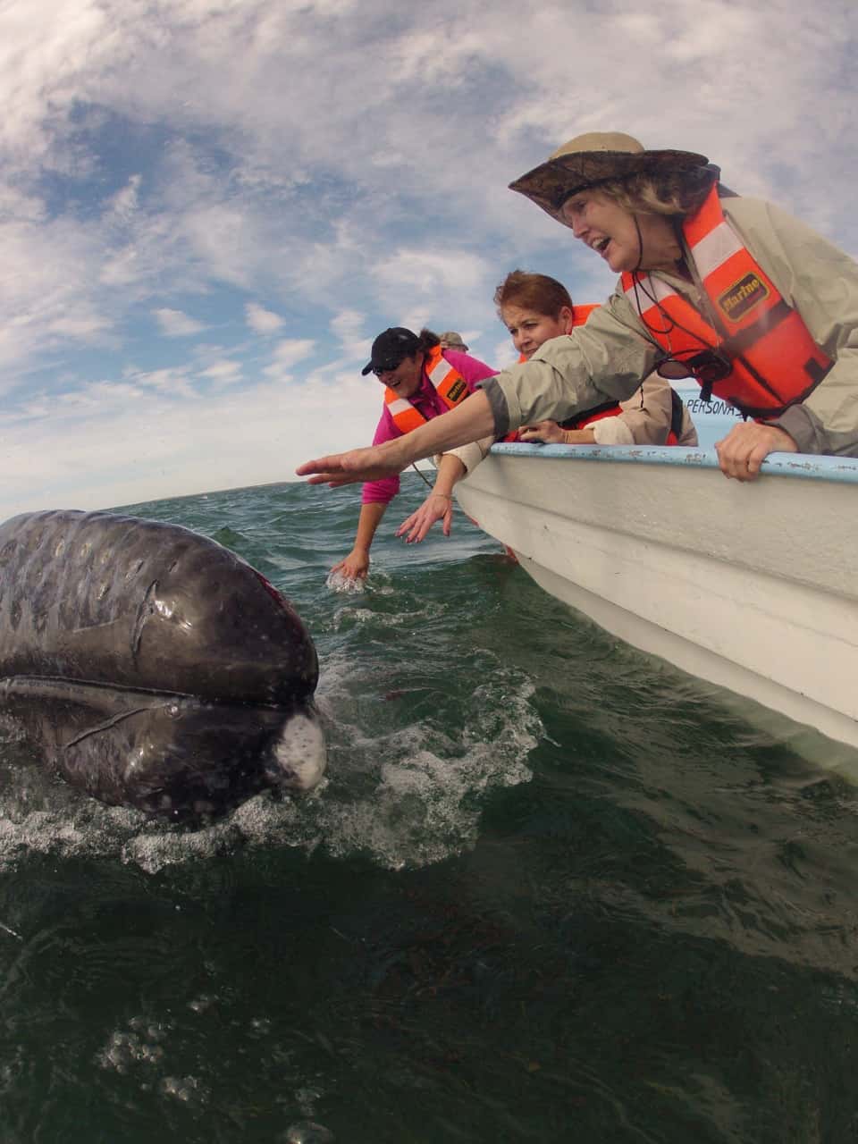 Grey Whale Tours: Best Time, Top Spots & What to Expect in Baja California