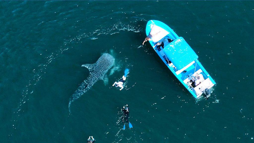 Sea of Cortez Whale Shark Snorkeling