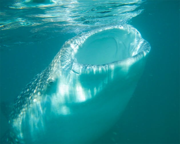 baja whale shark tours