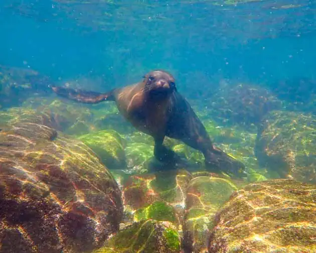 baja whale watching tour