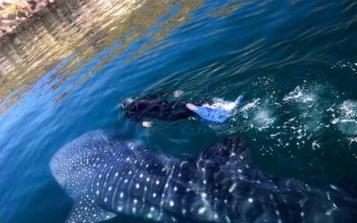 From San Diego to Whale Shark Paradise: Your Ultimate Baja Whale Shark Snorkeling Adventure Timeline
