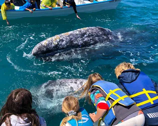 baja whale watching tour