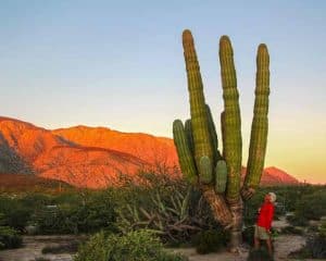 Baja California Wilderness Travel Since 1989