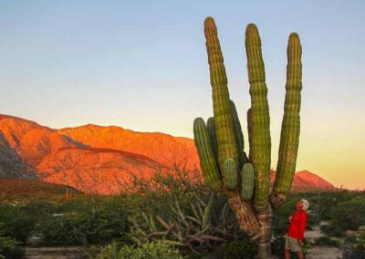 Baja California Wilderness Travel Since 1989