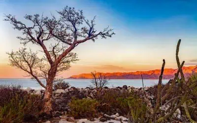 Baja California Wilderness Travel – Safe Baja Travel & Pristine Nature Just Hours From Southern California, and Southern Nevada and Arizona