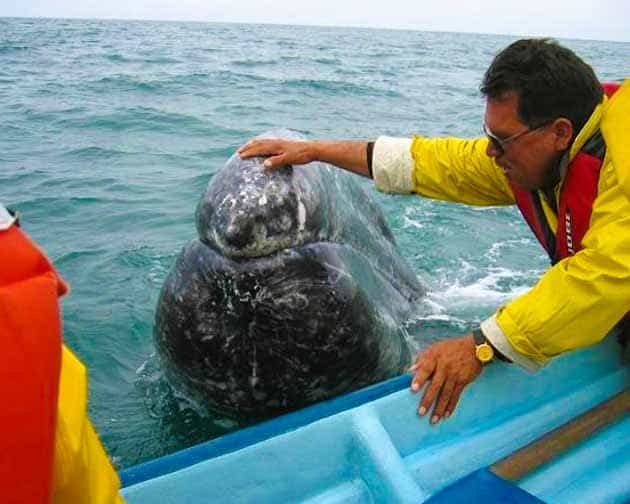 Frequently Asked Questions Baja Whale Watching | Whale Watching Tours Baja Mexico