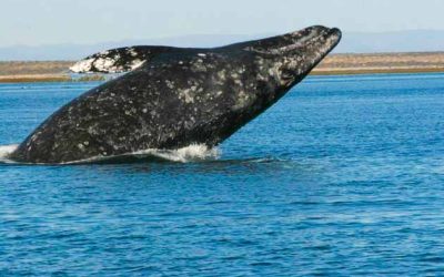 Baja Gray Whale Watching Tour Packages | Explore Unforgettable Soft Adventures