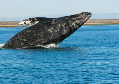 baja whale watching tours