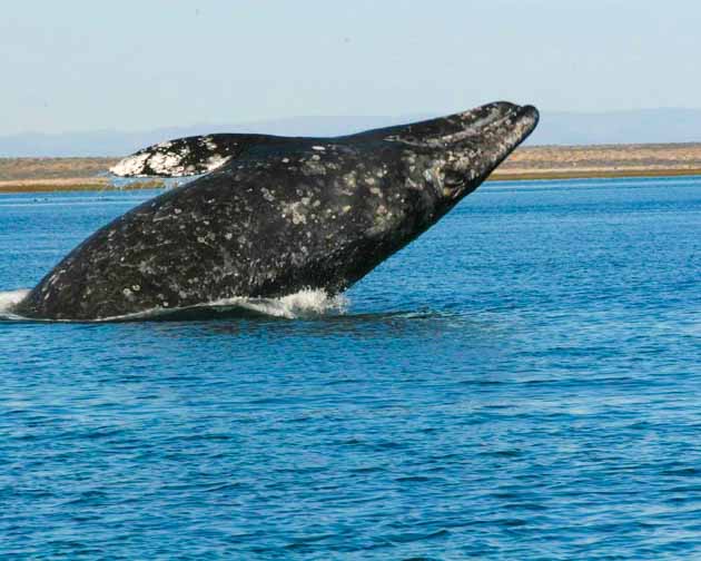 baja whale watching tour