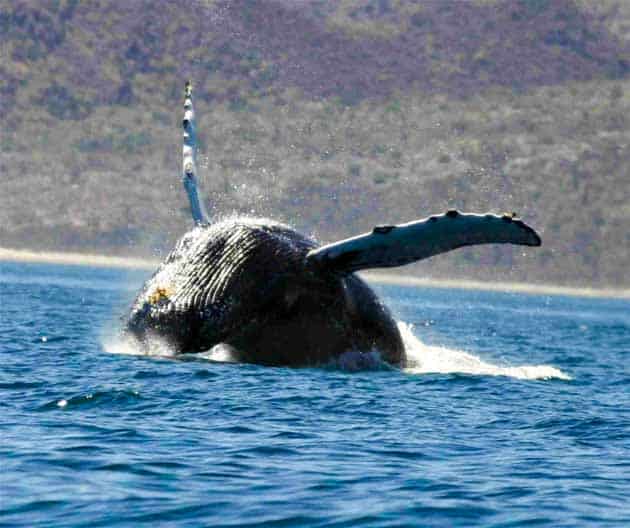Baja Gray Whale Watching Tour Packages from San Diego. Sea of Cortez whales