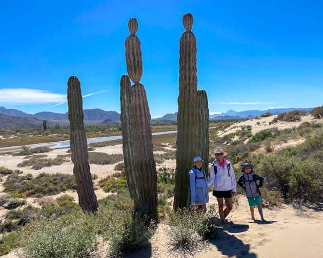 baja whale watching tour