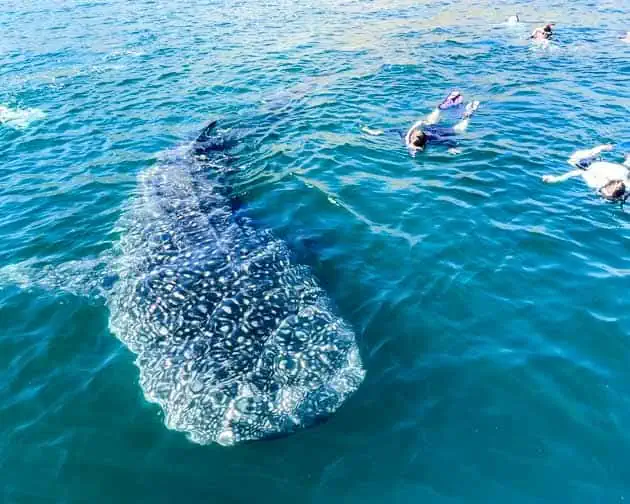 baja whale shark tours
