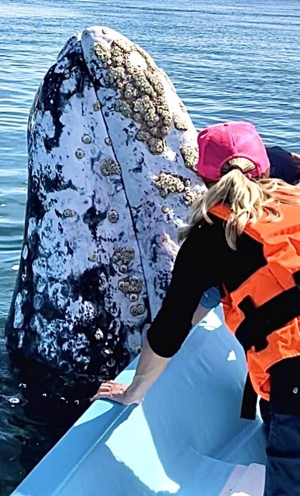 Spy hopping whale - Grey Whale Tours in Baja California