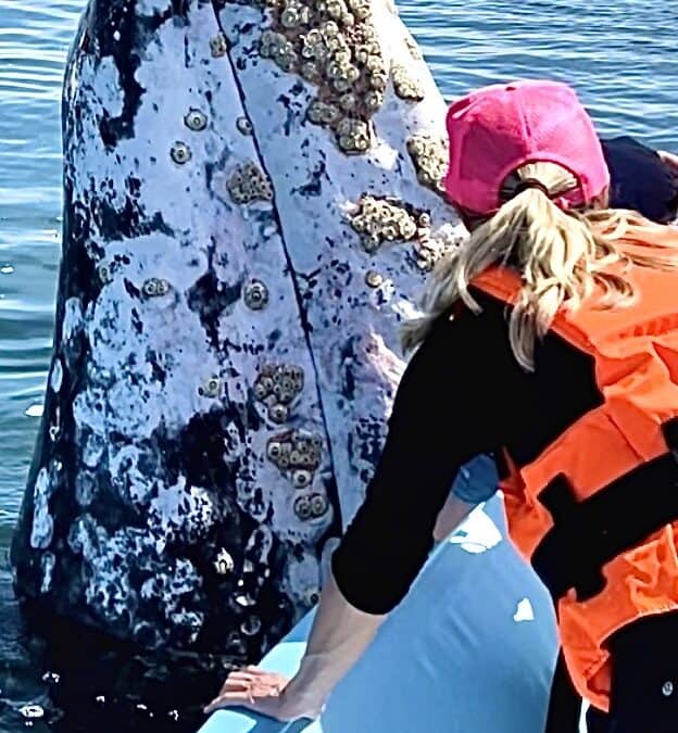 Fewer Gray Whales in Baja 2026: What to Know | Baja Spirit