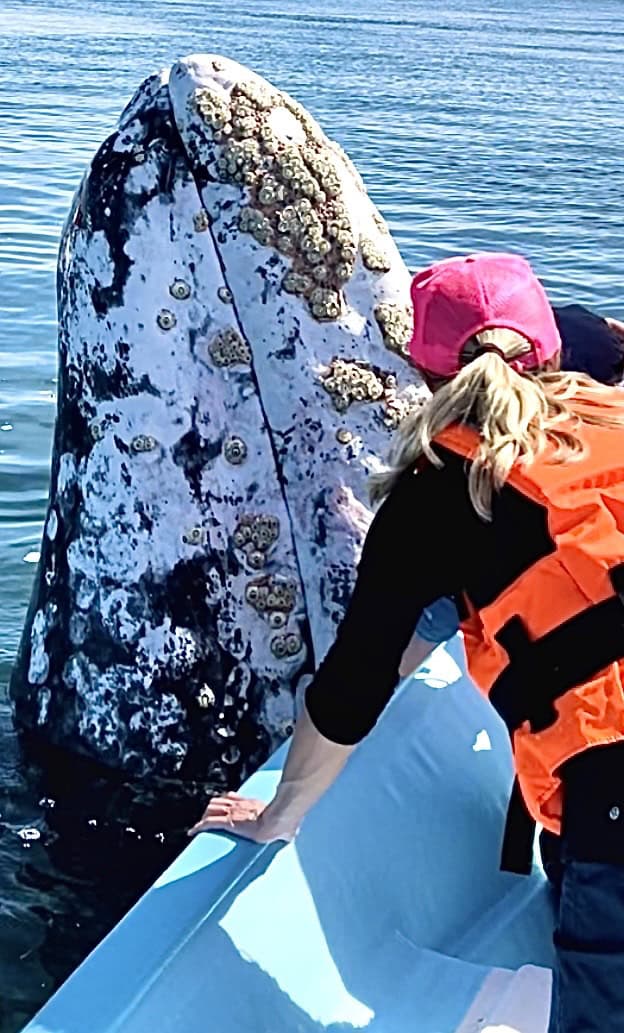 Gray whale watching Baja 2026 with Baja Spirit